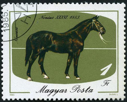 Hungria - 1985 - Cavalos - Nonius - 1Ft