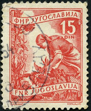 Jugoslavia - 1951 - Economia Apanha de Girassol - 15Din