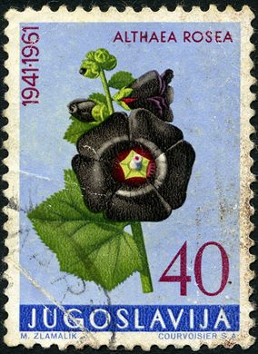 Jugoslavia - 1951 - Flores - Althaea Rosea - 40Din