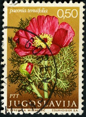 Jugoslavia - 1969 - Flores Paeonia Tenuifolia - 0.50Din