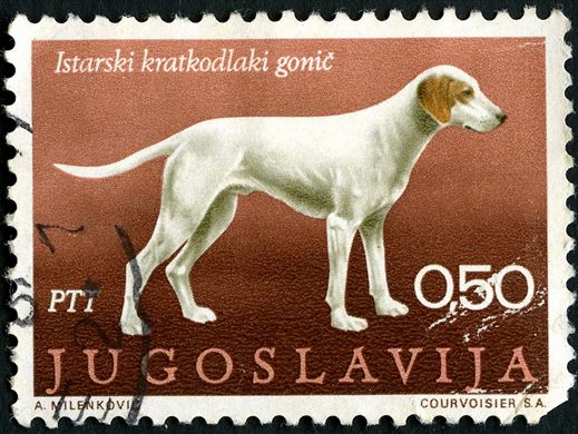 Jugoslavia - 1970 - Caes Istarski Gonic - 0.50Din