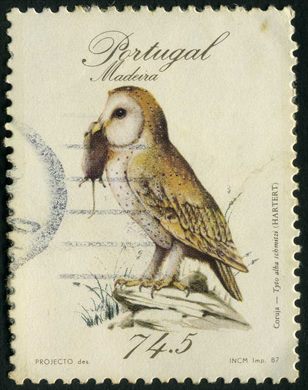Madeira - 1987 - Fauna - Aves - Coruja - 74Esc50