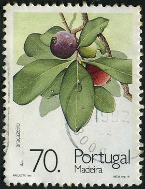 Madeira - 1991 - Frutos - Aracazeiro - 70Esc00