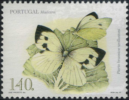 Madeira - 1997 - Fauna - Borboletas - Pieris brassicae wollastoni - 140Esc00