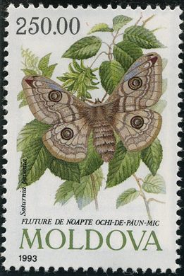 Moldavia - 1993 - Fauna Saturnia pavonia - 250