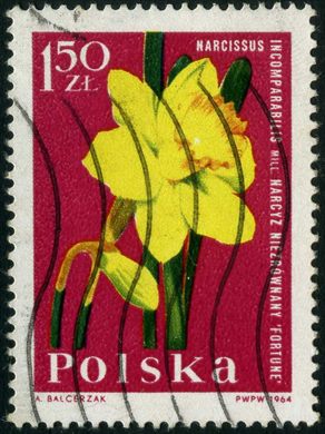 Polonia - 1964 - Flores - Narcissus Fortune - 1.50Zl