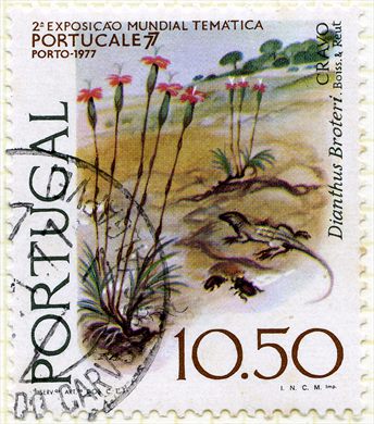 Portugal - 1977 - Portucale 77 Cravo - 10Esc50