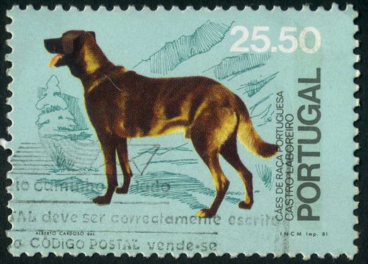 Portugal - 1981 - Caes de Raca Portuguesa - Castro Laboreiro - 25Esc50