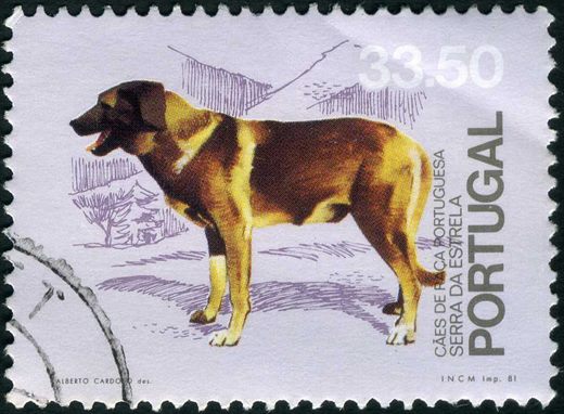 Portugal - 1981 - Caes de Raca Portuguesa - Serra da Estrela - 33Esc50