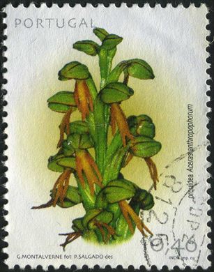 Portugal - 2003 - Orquideas - Aceras Anthropophorum - 0.40Euro