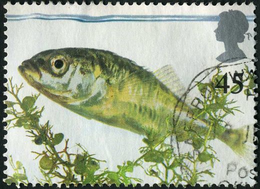 Reino Unido - 2001 - Europa Vida no Charco - Esgana Gata - 45p