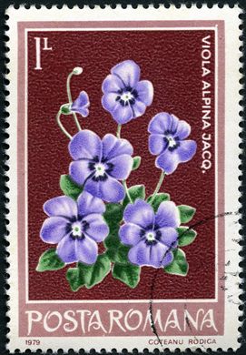 Romenia - 1979 - Flora - 1L