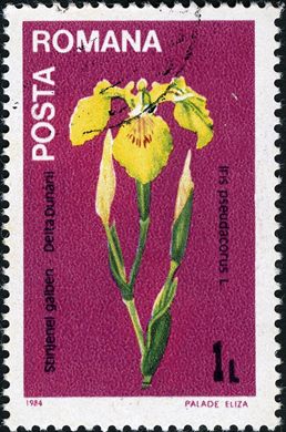 Romenia - 1984 - Flora - 1L