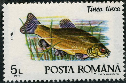 Romenia - 1992 - Peixes Tinca tinca - 5L