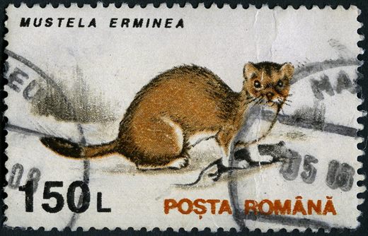 Romenia - 1993 - Fauna Mustela erminea - 150L