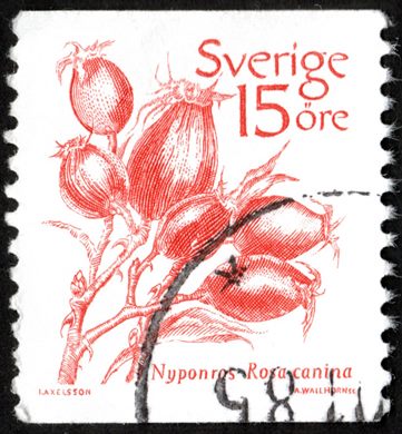Suecia - 1983 - Flora Rosa canina - 15ore