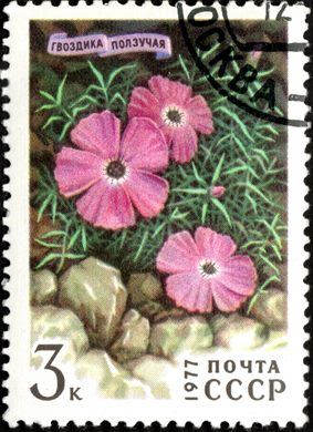 Uniao Sovietica - 1977 - Flora Cravina Rasteira - 3K