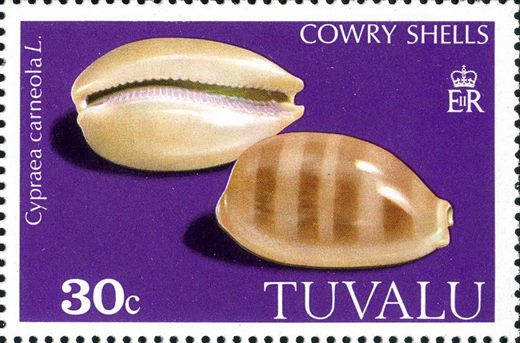 Tuvalu - 1980 - Conchas Cowry - 30C