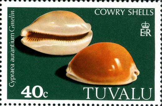 Tuvalu - 1980 - Conchas Cowry - 40C