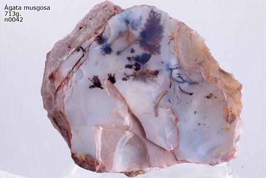 agata musgosa n0042