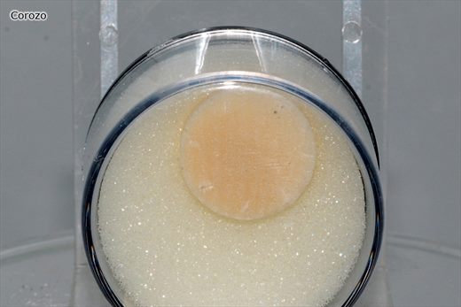 Corozo