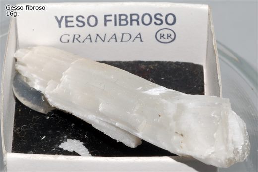 Gesso fibroso 1