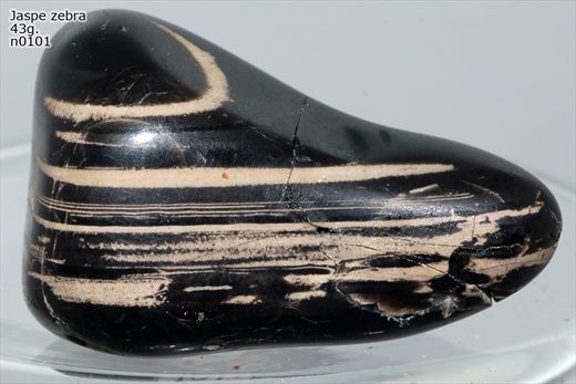 Jaspe zebra n0101