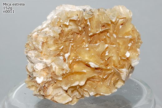 Mica estrela n0011
