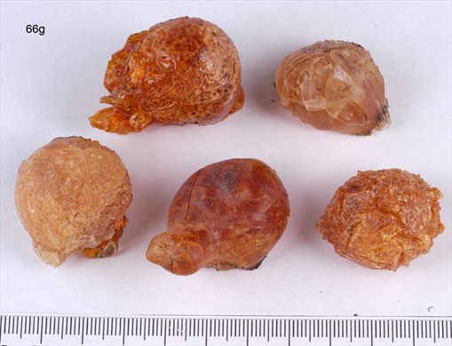Resina de albricoqueiro