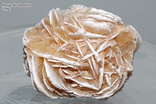 Rosa do Deserto 1