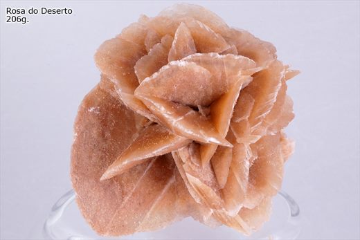 Rosa do deserto 3