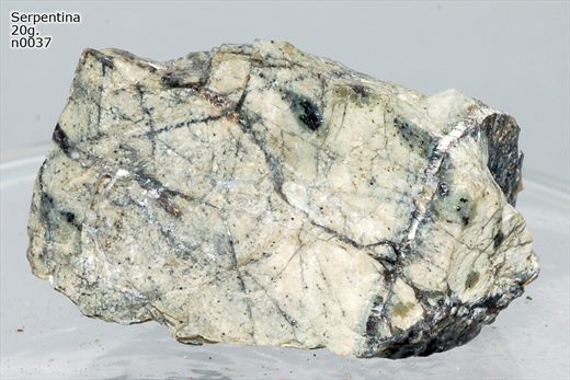 Serpentina n0037