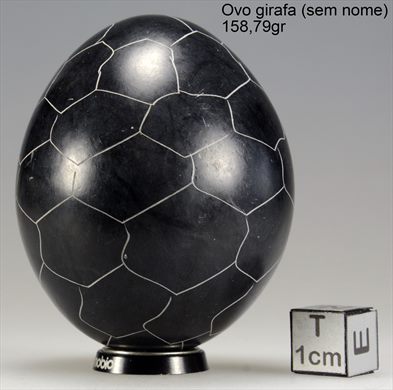 Ovo (Ovo girafa) 158,79gr