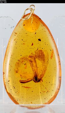 Borboleta