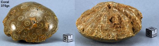 Coral 375gr