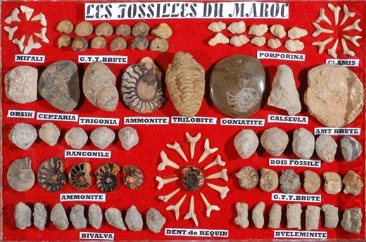 Fosseis de Marrocos
