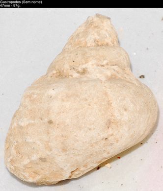 Gastropedes (Sem nome) 03