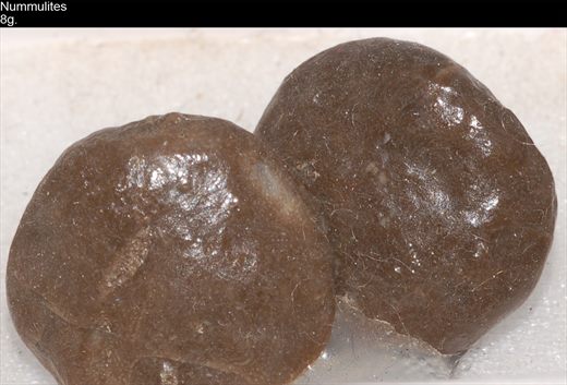 Nummulites