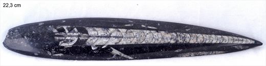 Orthoceras