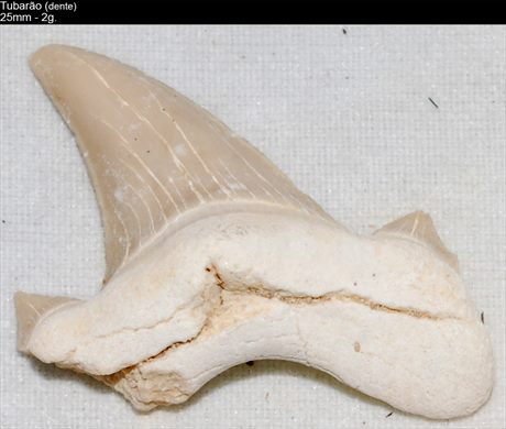 Peixe (dente de tubarao) 1