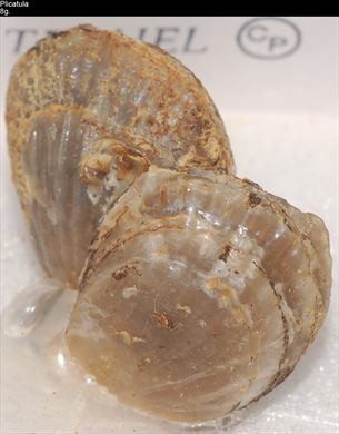 Plicatula