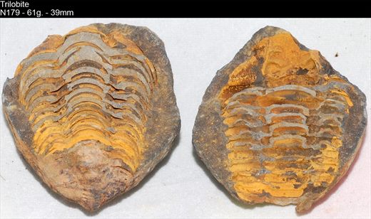 Trilobite - N179