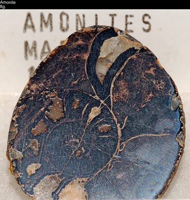 Amonite 05