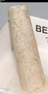 Belemnite