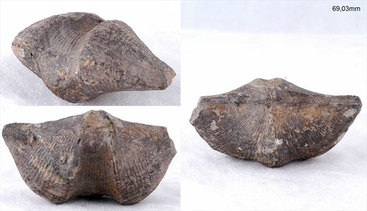 Bivalve