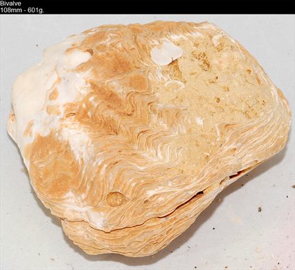 Bivalve (Ostra) 02