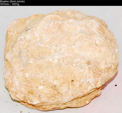 Bivalve (Ostra) 08