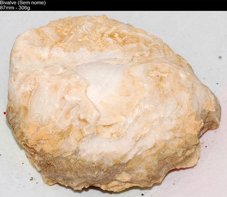 Bivalve (Ostra) 09