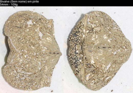 Bivalve (Sem nome) 03
