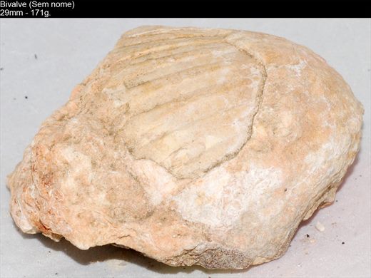 Bivalve (Sem nome) 04